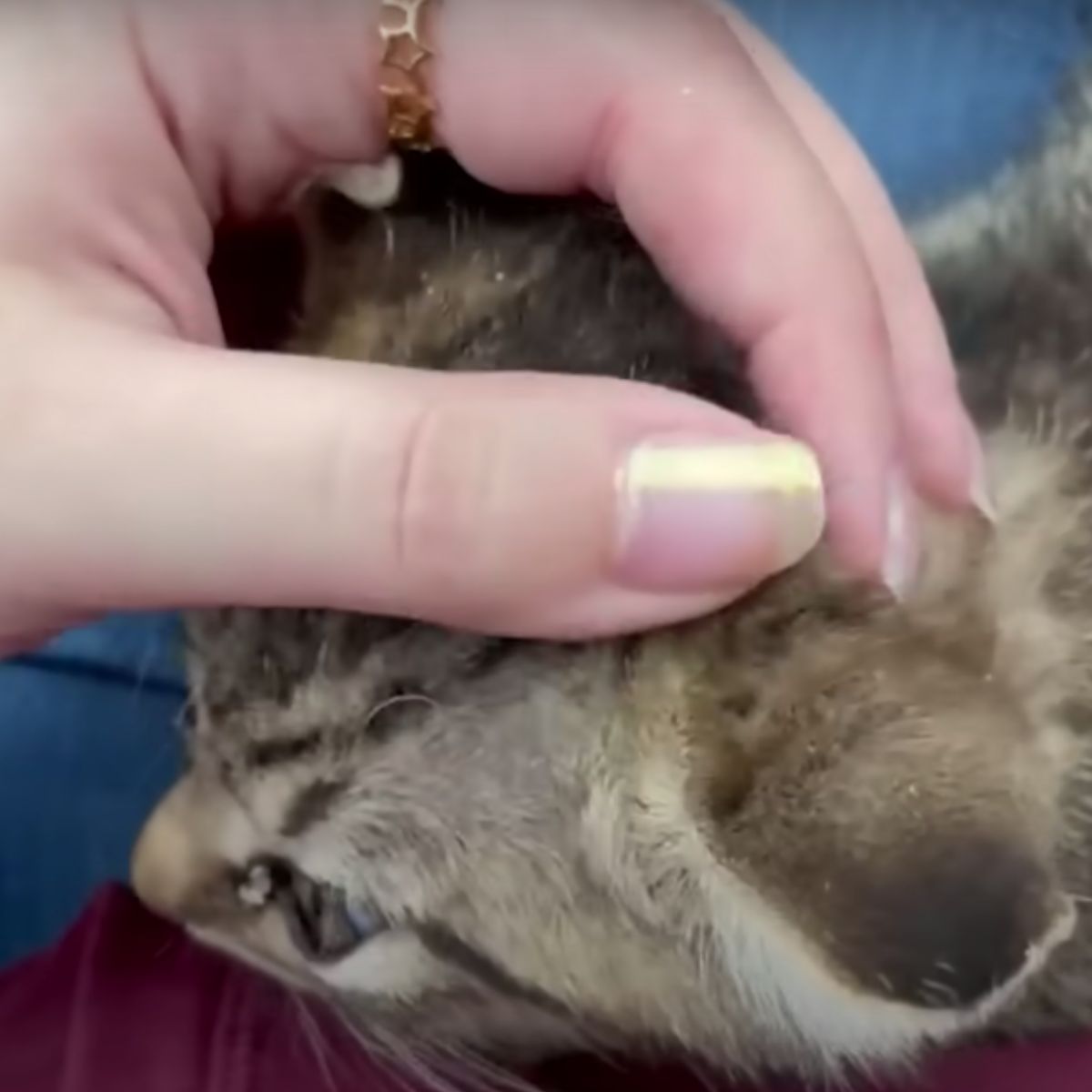 woman playing with gray kitten