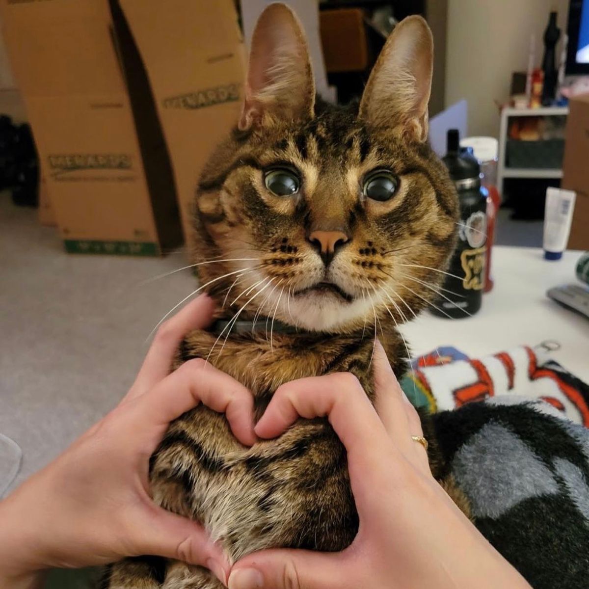 woman putting a heart on the cat