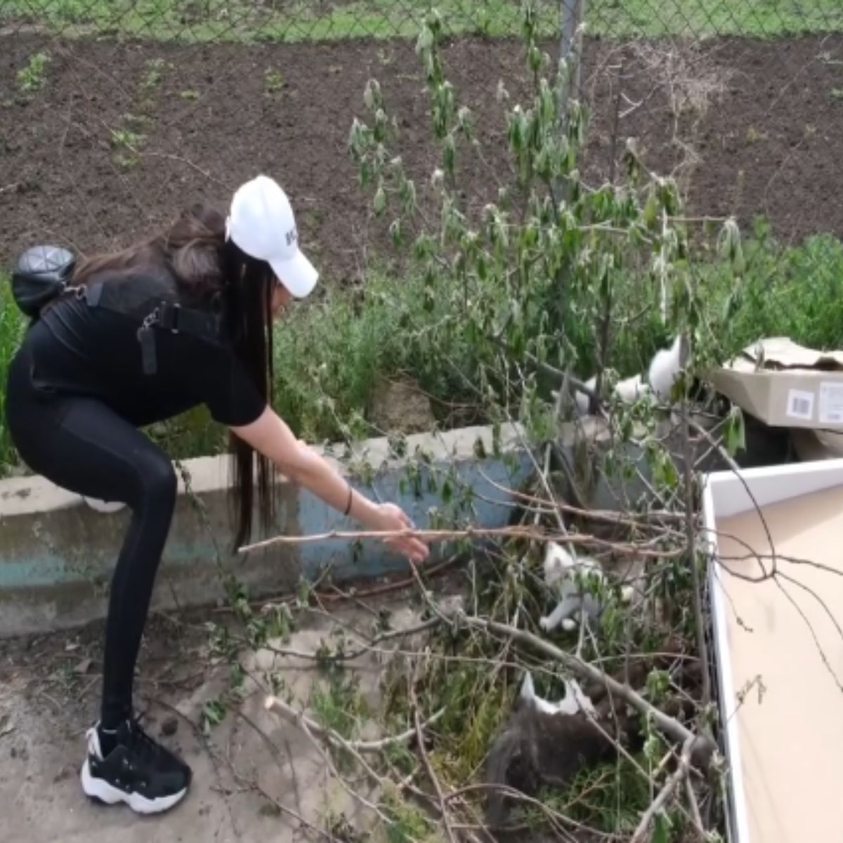 woman rescuing cats