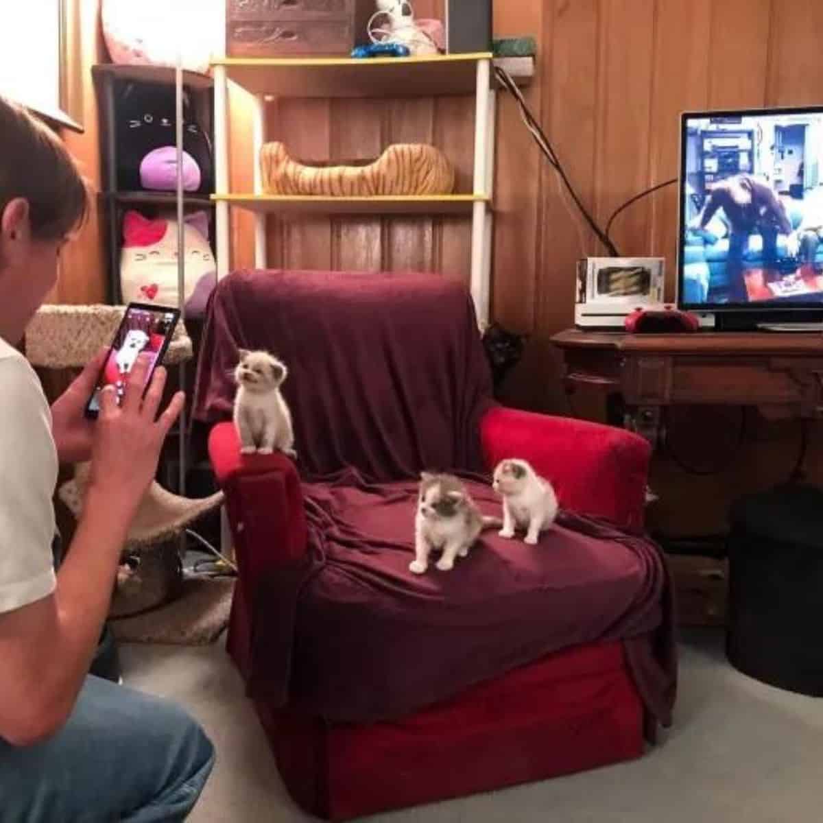 woman taking a photo of the kitten