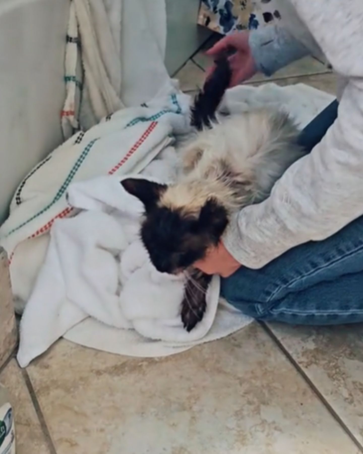 woman taking care of cat