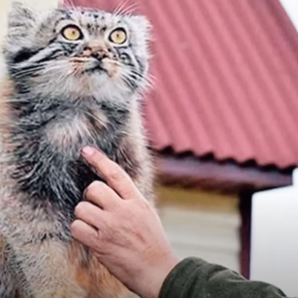 woman touching cat