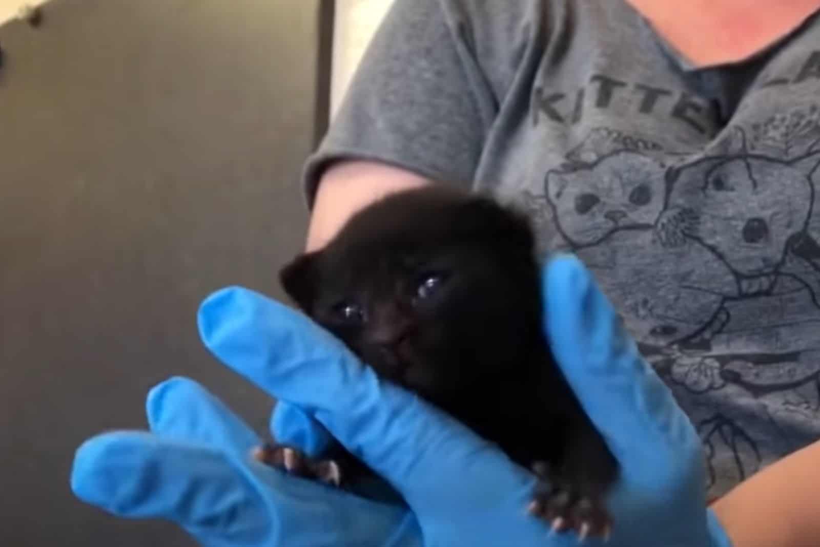 woman with blue gloves holding the kitten