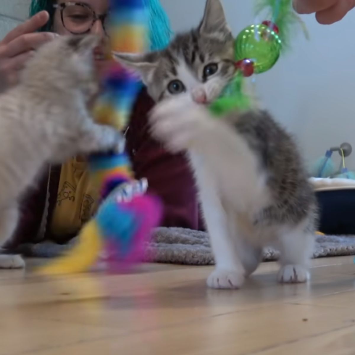 woman with blue hair and kitten