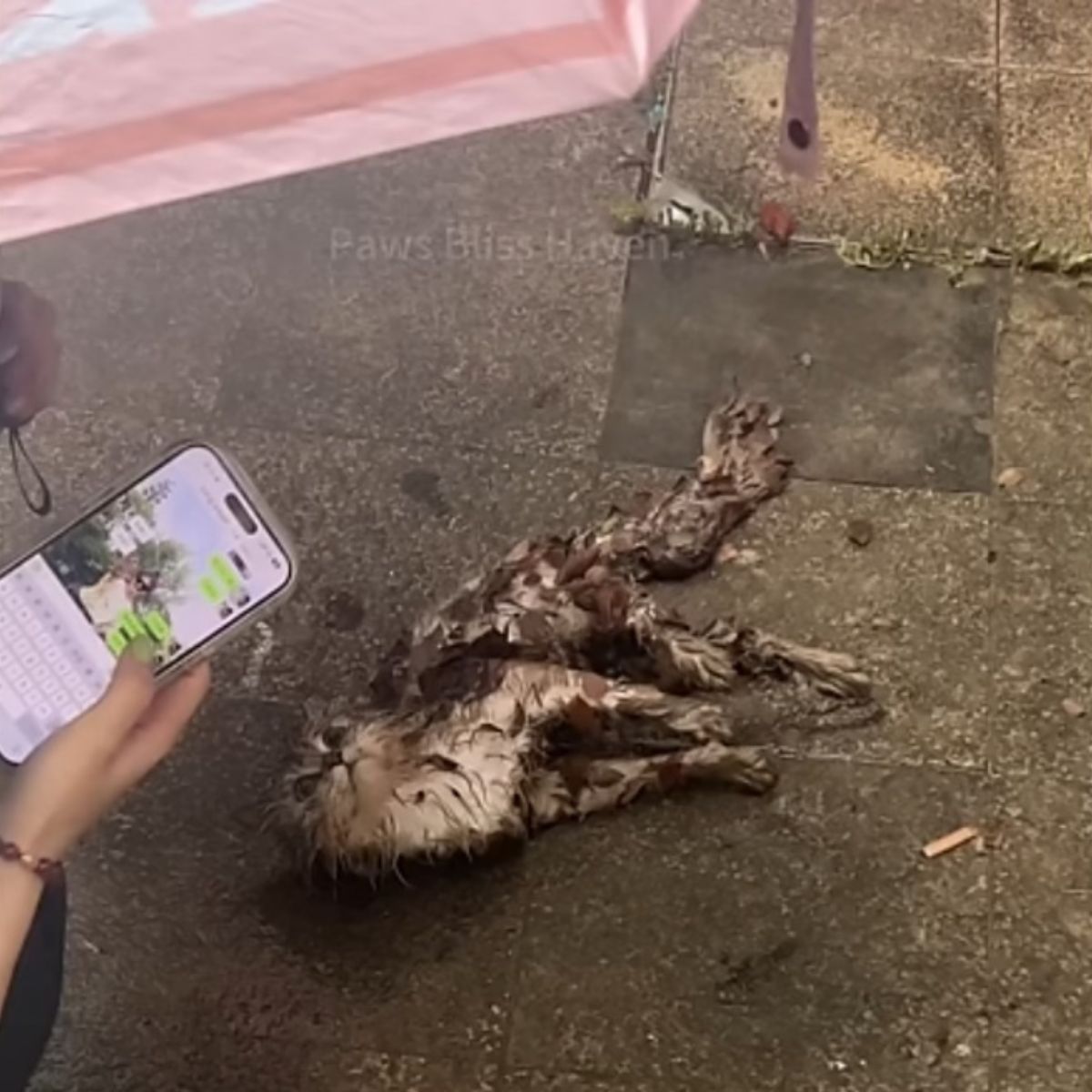 woman with phone took a picture of stray cat