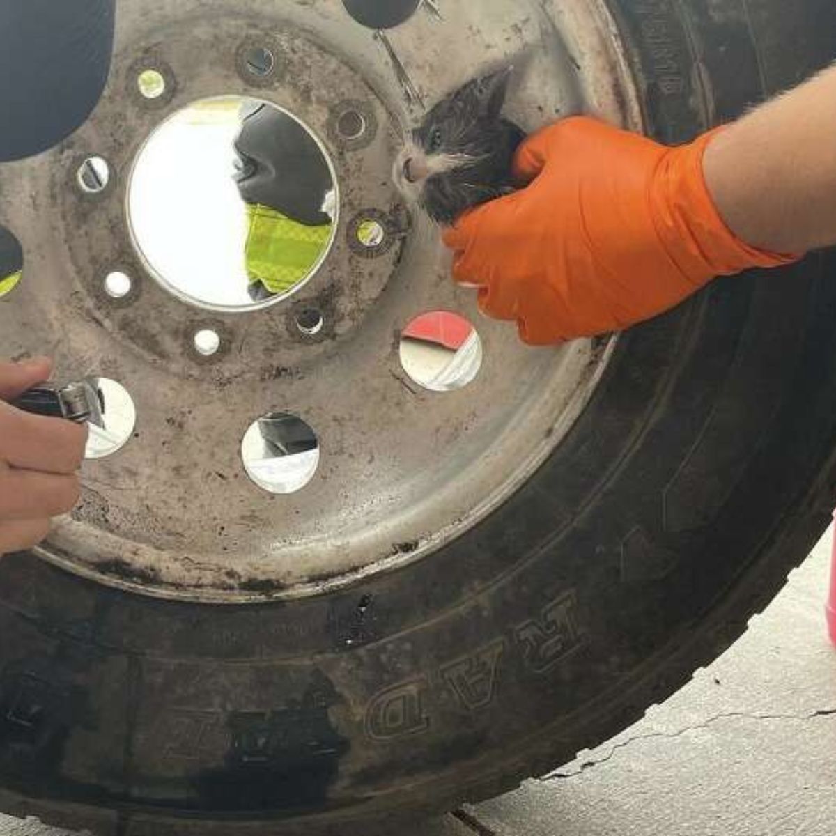 workers helping tiny kitten