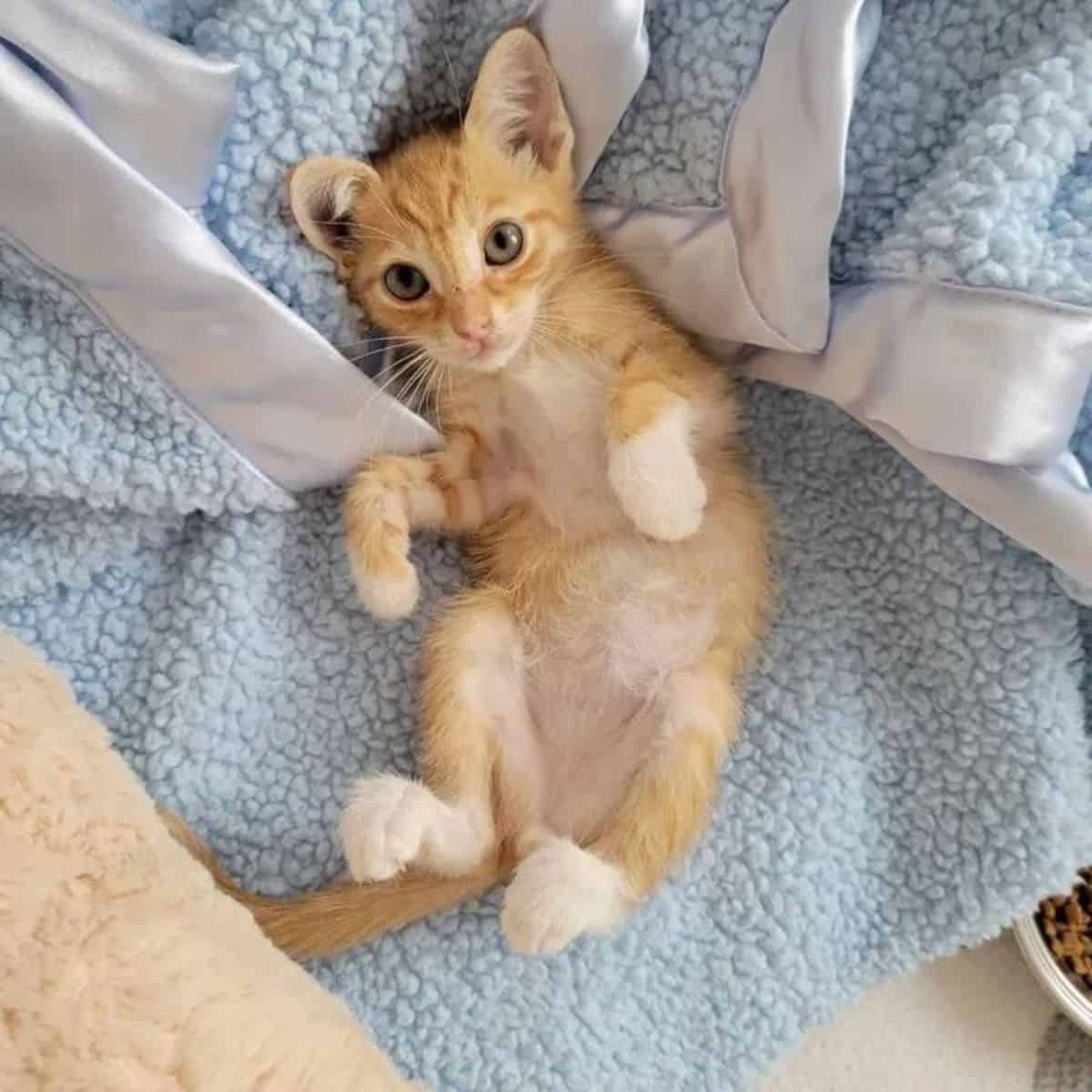 yellow kitten lies on its back and looks at the camera