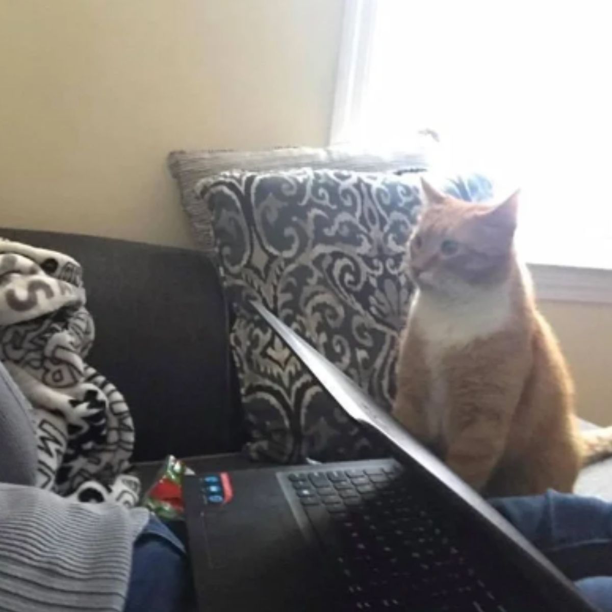 cat sitting by the laptop