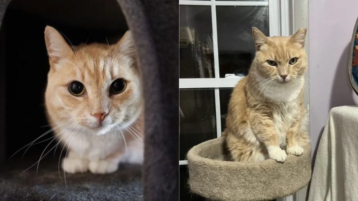 Heartbroken Cat Who Lost His Owner Waits Over 500 Days In Maryland Shelter But No One Comes