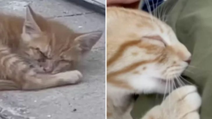 Brave Blind Kitten Survives The Sweltering Florida Heat With The Help Of Kind Strangers