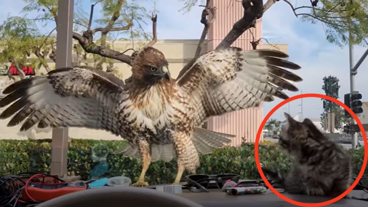 Camera Captures A Dramatic Moment Of A Tiny Kitten Almost Eaten By A Hawk In Los Angeles