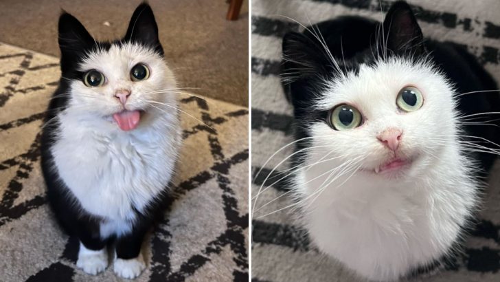 Cartoonlike Cat Transformed From A Feral To An Indoor Pet In Just A Year