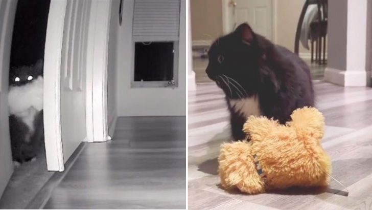 Cat Caught Red-Pawed Stealing Girl’s Toys Becomes The Internet’s Newest Star