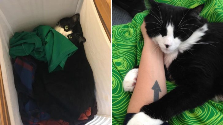 Cat Who Returned To Shelter Five Times Finally Finds A Loving Human Ready To Spoil Him