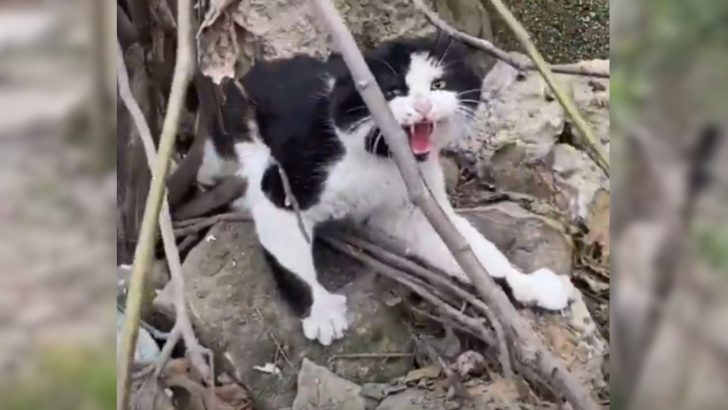 Cat Found Trapped Under Heavy Rocks With Paralyzed Legs Sparking A Dramatic Rescue