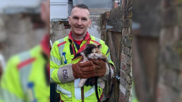 Cat Goes Viral For Its Grumpy Expression While Being Rescued From The Ceiling