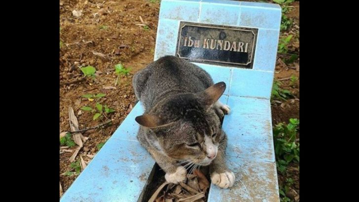 This Grieving Cat Insists On Staying By Her Late Owner’s Grave, Refusing To Move