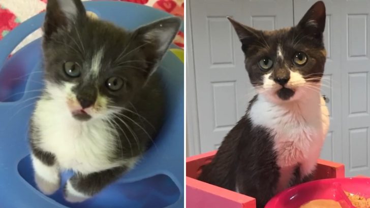 Cat With Rare Condition Faced Euthanasia But This Woman Found A Brilliant Way To Save Her Life