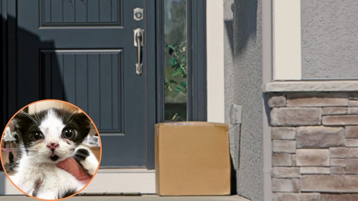 Chicago Woman Shocked To Discover What Was Left Inside A Box On Her Porch