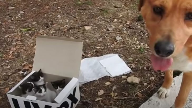 A True Good Boy Guides His Owner To A Box Full Of Helpless Orphaned Kittens