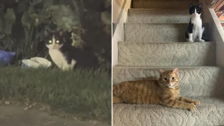 Kitten Looking For Food Around McDonald’s Gets Rescued And Finds Comfort Next To A Cat Buddy