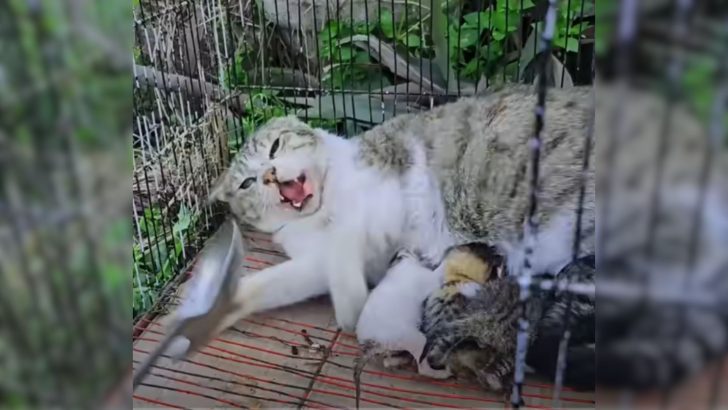 Mama Cat Caged Up After A Dog Attack Overcomes Her Trauma With The Help Of A Kind Man 