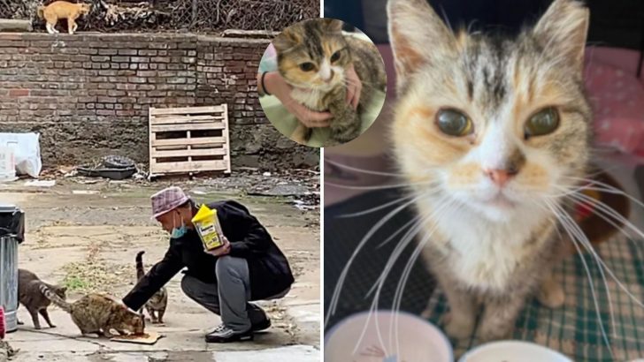 Man Notices Stray Cat He’s Been Feeding Is Acting Weird And Discovers A Shocking Truth