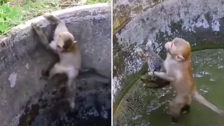 Monkey Goes Frantic Trying To Save A Kitten Stuck In A Muddy Well