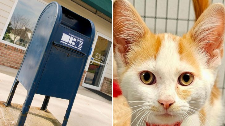 Ohio Rescuers Shocked To Discover A Helpless Kitten Cruelly Pushed Through A Mailbox Slot