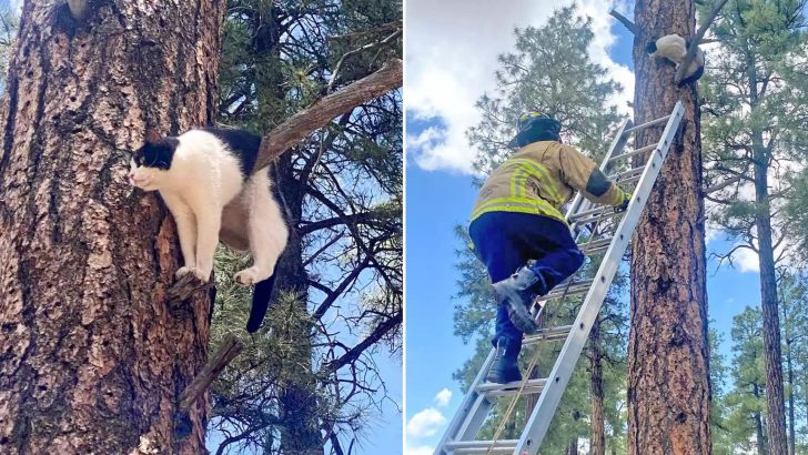 People Shocked To See A Cat Stuck In The Strangest Position On A Branch