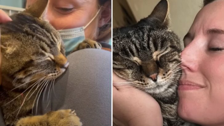 Senior Cat Spent Years Caged Up In A Shelter Until Her Luck Changed