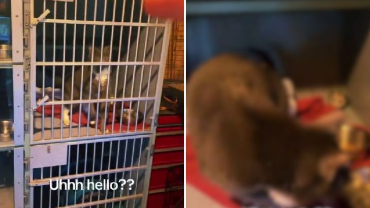 Shelter Worker Goes In To Check On One Of The Cats And Finds A Surprise In Her Cage