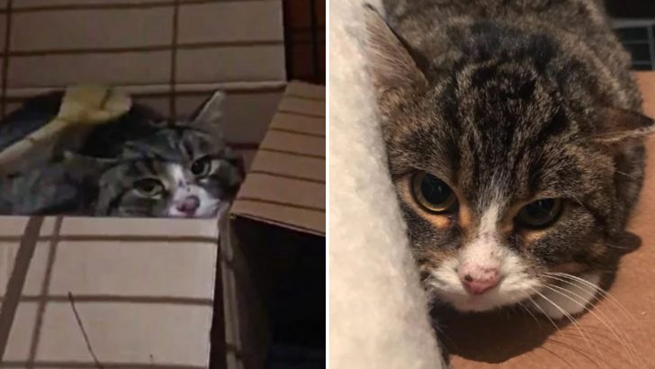 Stray Kitten Trapped In A Barn Finally Overcomes Her Fear Of Being Scared Of People