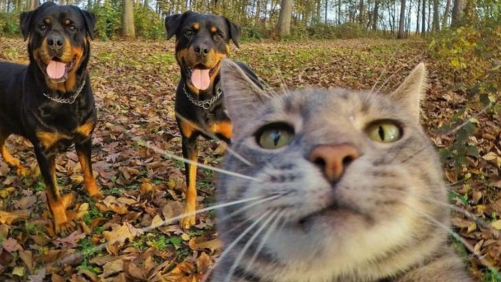 Arizona Cat Becomes A Selfie Pro Snapping Pawsome Shots With His Furry Crew