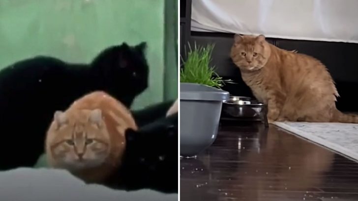 Feral Cat Blossoms Into A Beloved Pet Thanks To The Devoted Care Of His Foster Mom