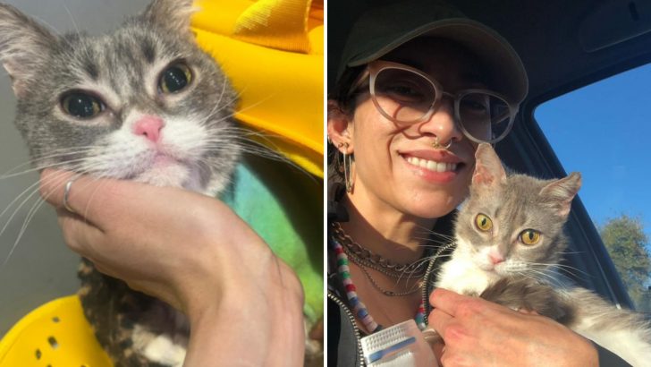 Woman Was Convinced Her Cat Didn’t Have Much Time Left But Surprise, Surprise