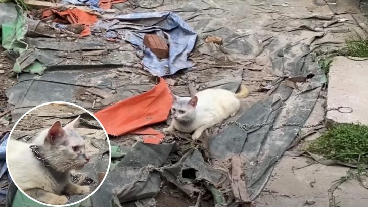 Woman’s Heart Breaks Over Cat She Finds Chained To Concrete, Eating Grass Just To Survive