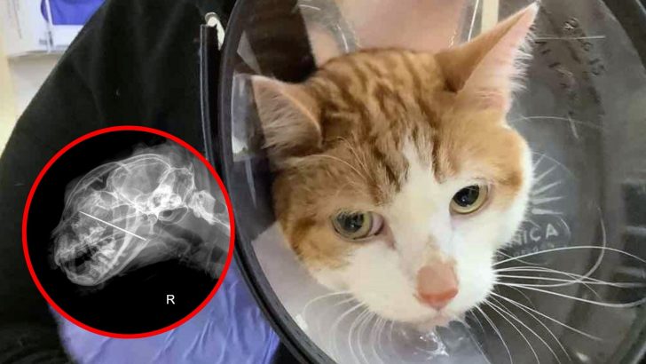 X-Ray Reveals Surprising Object Lodged In Cat’s Throat Piercing His Mouth