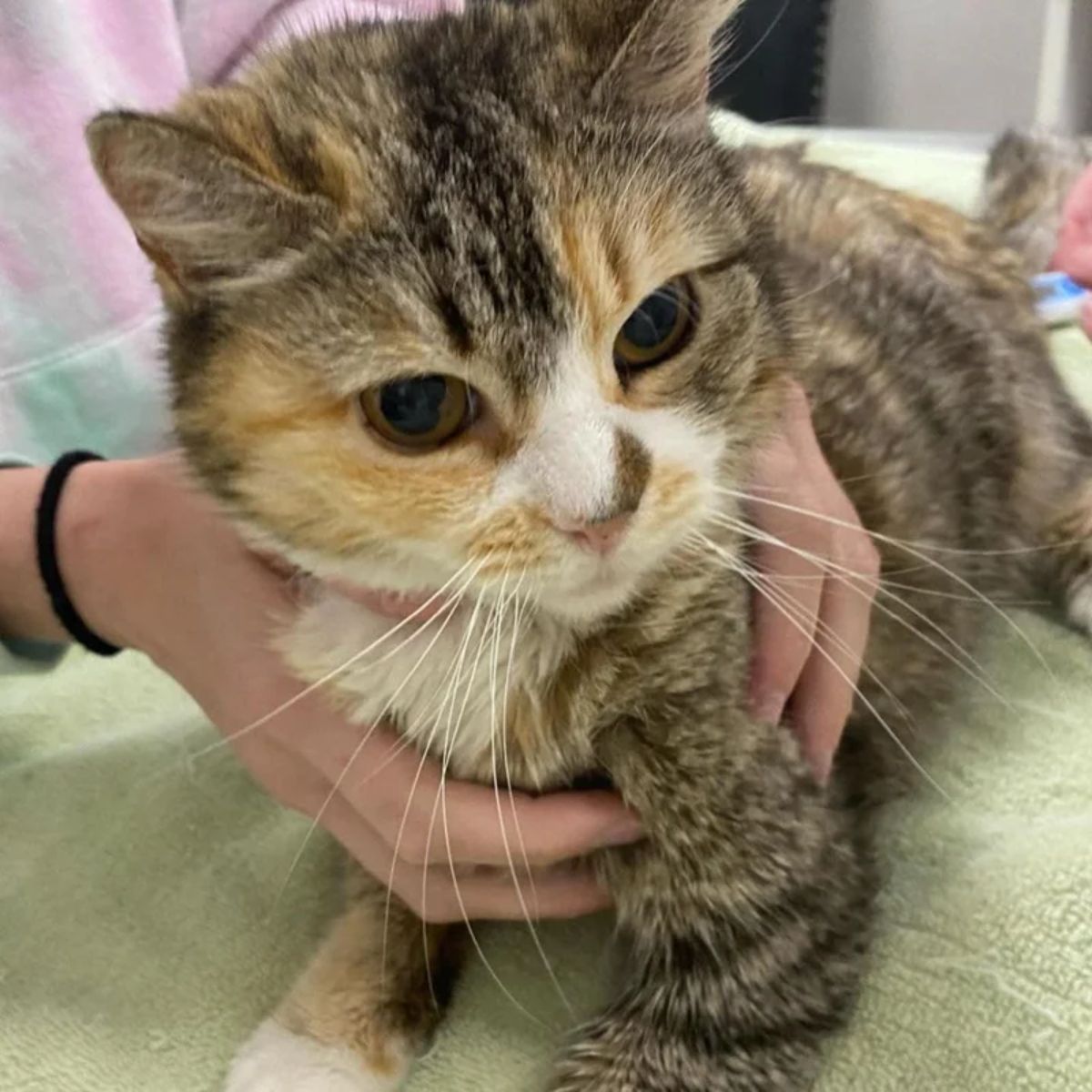 a cat at veterinarian