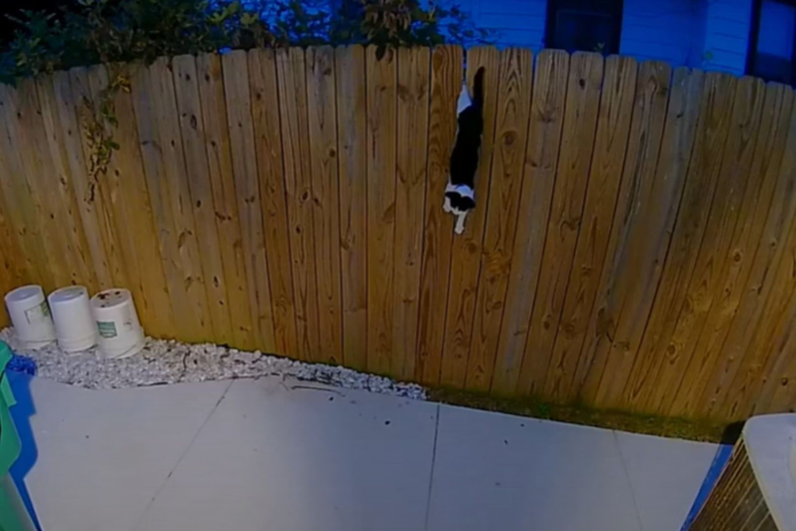 a cat on fence