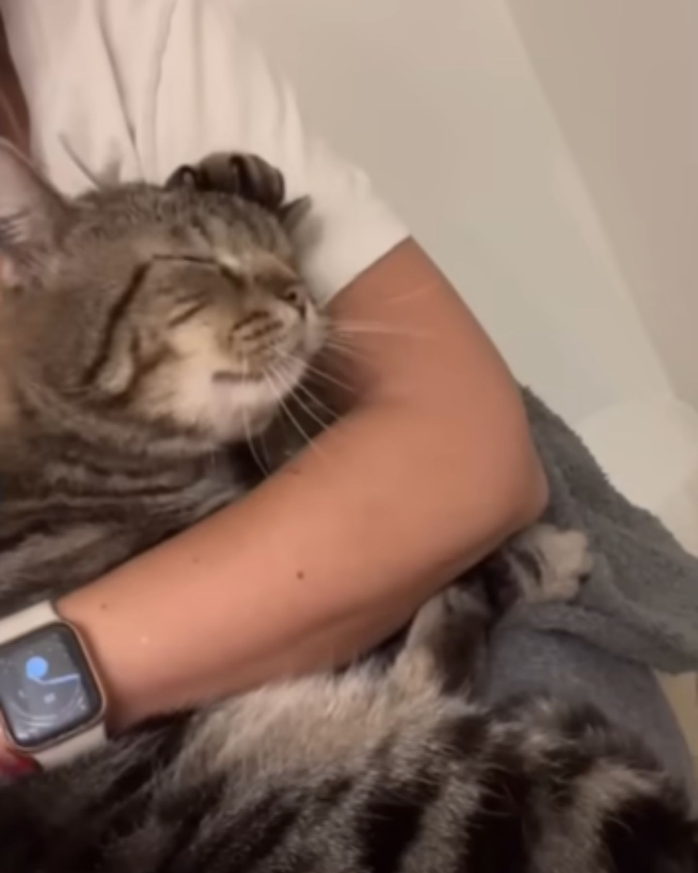 a cat sleeps in hands