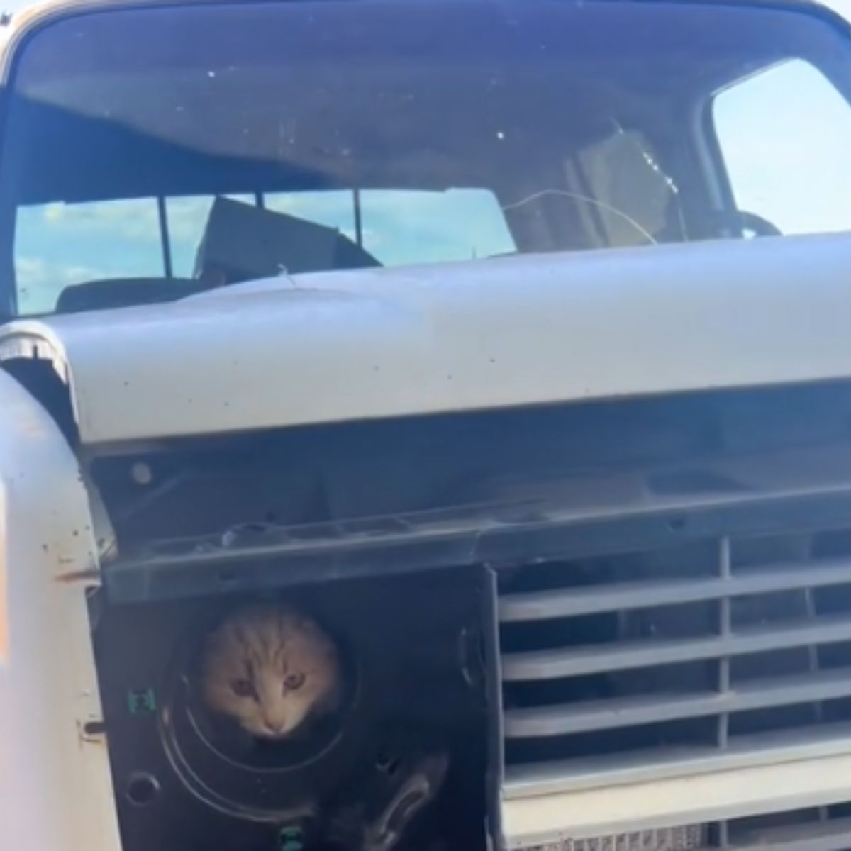 a cat stuck in truck