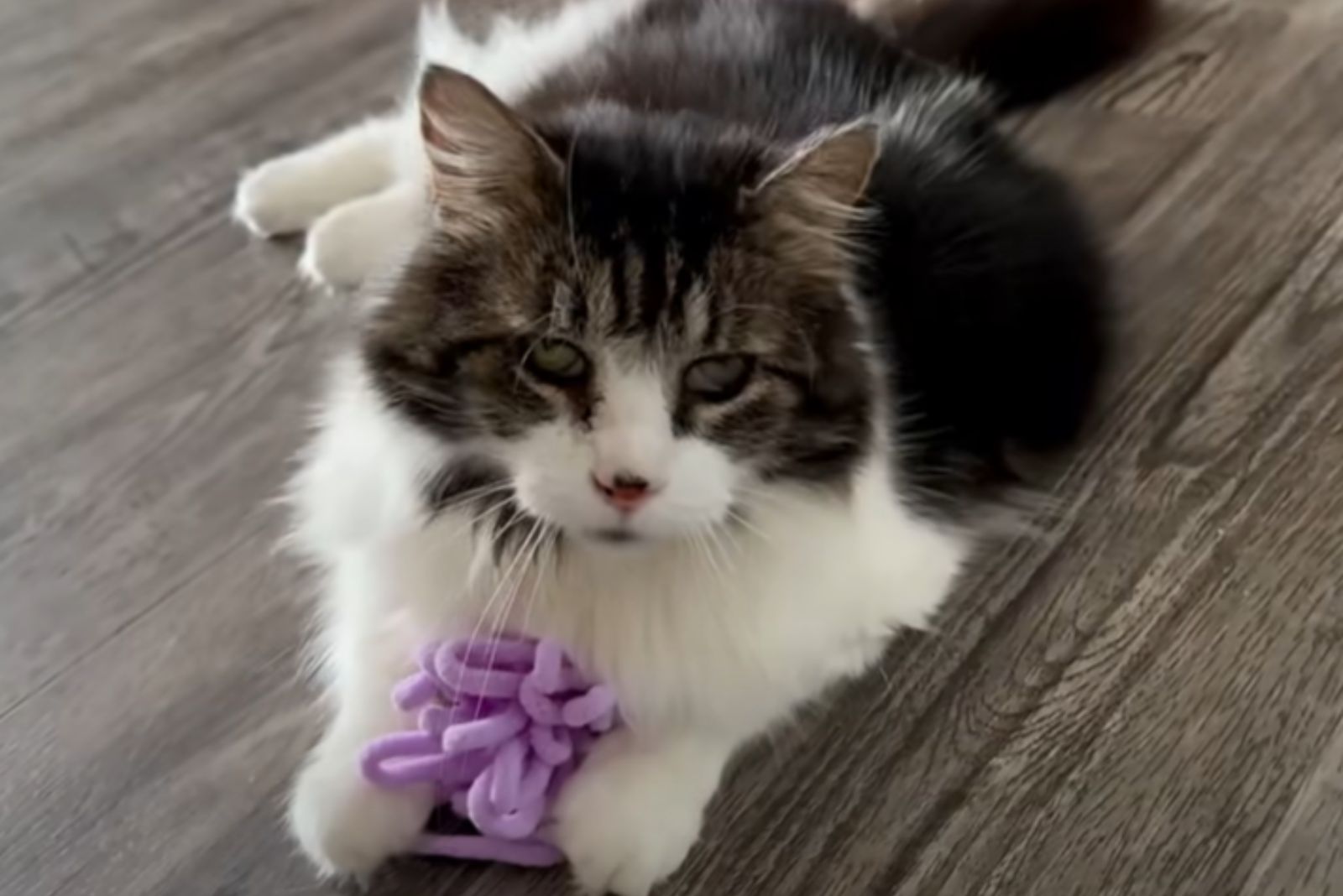 a cat with purple toy