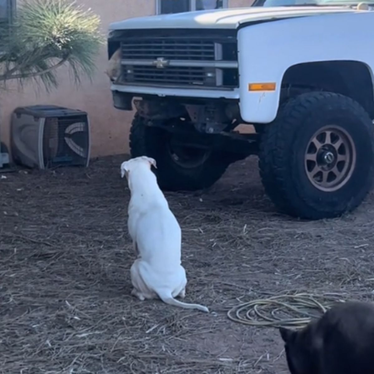 a dog looking at truck