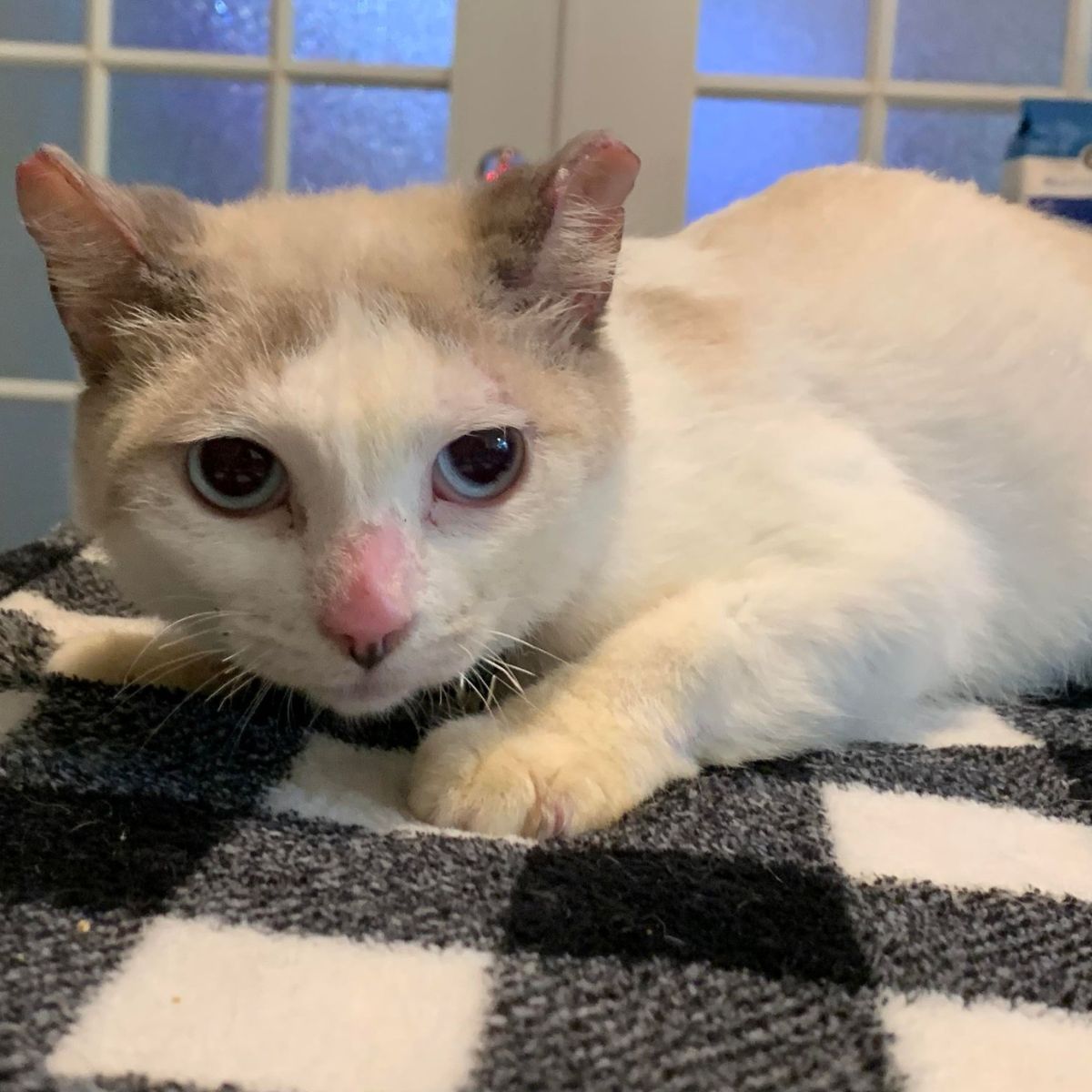 adorable white cat