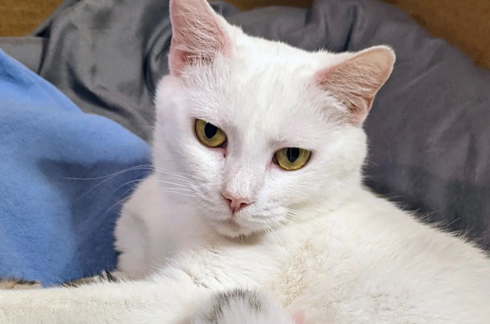 adorable white cat