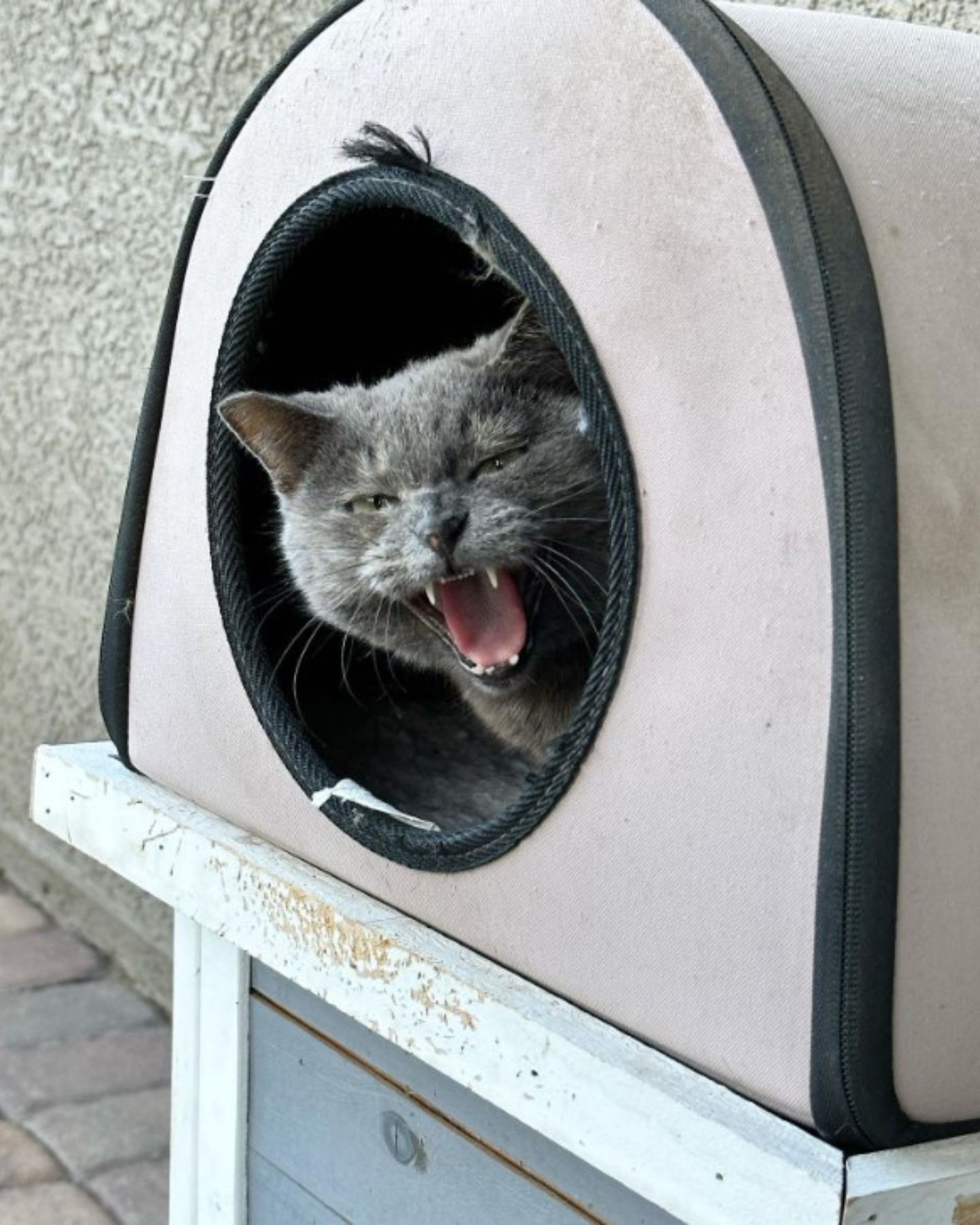 angry gray cat