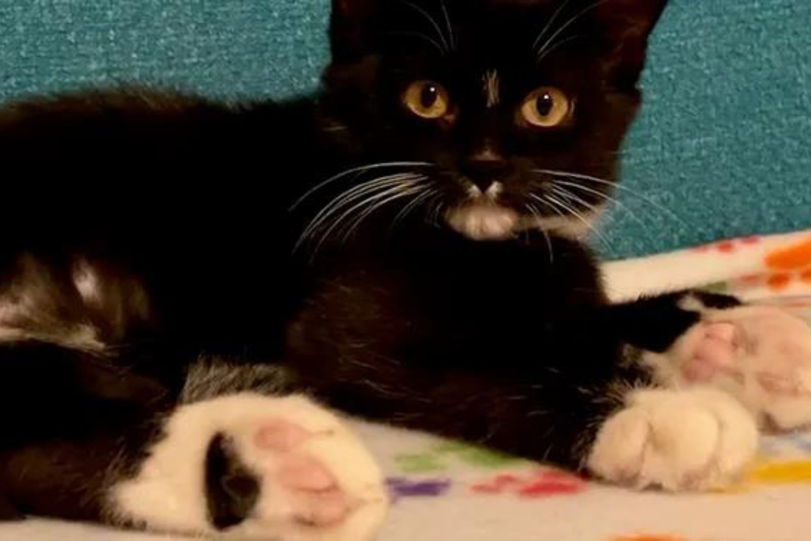 beautiful black and white kitty