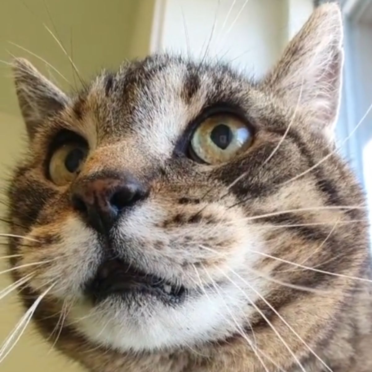 beautiful cat looking at distance