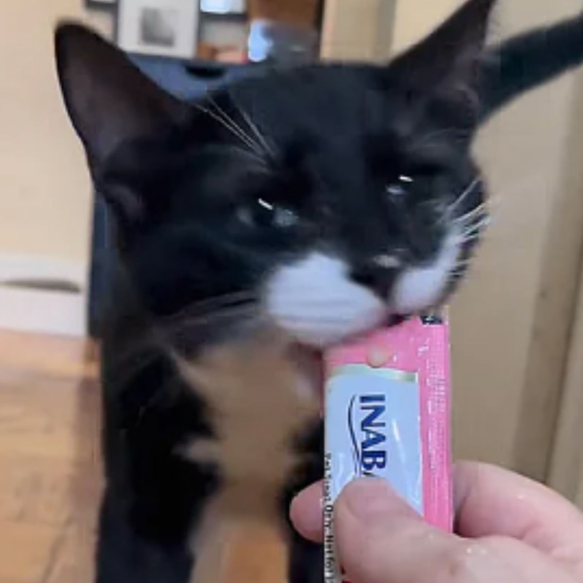 black and white cat eating a food